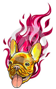 Carlino head Dog Flame Tattoo vector illustration