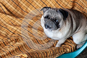 carlino pug dog at home with funny expression