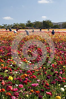 Carlsbad Flower Fields