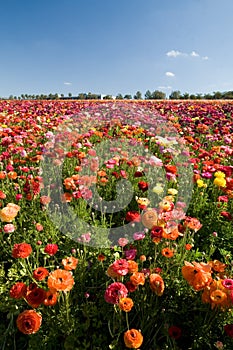 Carlsbad Flower Fields photo