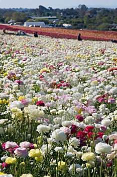 Carlsbad Flower Fields