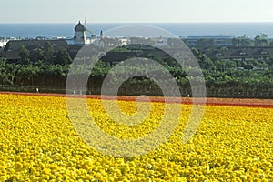 Carlsbad Ranch, Ranunculus, San Diego, CA