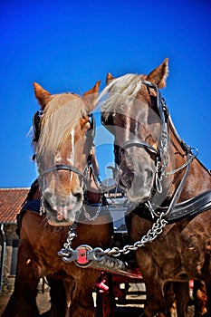 Carlsberg clydesdales horses