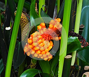 Carludovica palmata or toquilla palm fruit Cyclanthaceae. Botanical garden kit karlsruhe