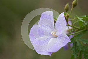 Alyogyne Huegelii flower in bloom.