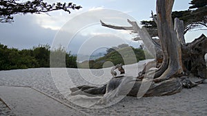 CARMEL, CALIFORNIA, UNITED STATES - OCT 7, 2014: White beach with a tree and cypress along Highway No 1, USA