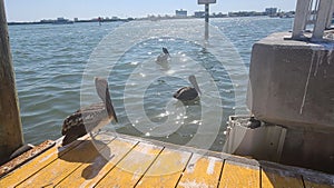 the carmelite pelican in tampa bay