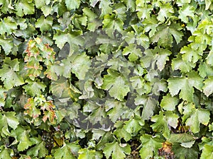 Carmenere grapes leaves in a winery