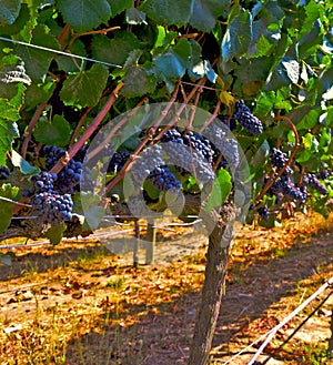 Carmenere Vineyard