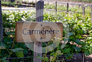 CARMENERE Wine sign on vineyard. Vineyard landcape