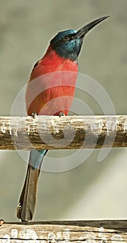 Carmine bee-eater 1