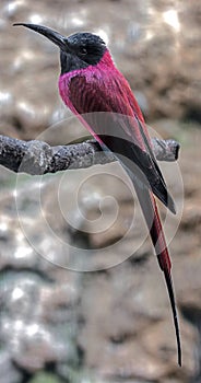 Carmine bee-eater 11