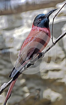 Carmine bee-eater 2