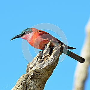 Carmine bee eater