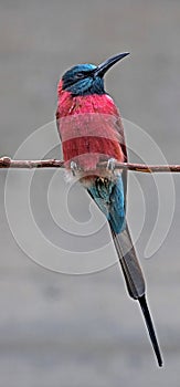 Carmine bee-eater 3