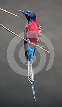 Carmine bee-eater 5