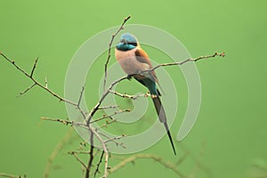 Carmine bee-eater