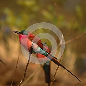 Carmine bee eater