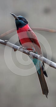 Carmine bee-eater 6