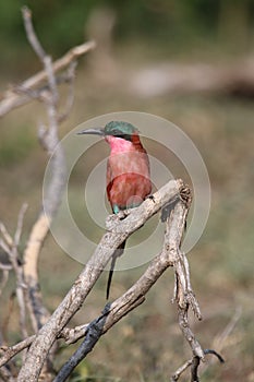 Carmine Bee-eater