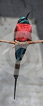 Carmine bee-eater 7