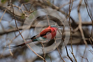 Carmine Bee-eater