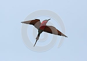 Carmine Bee-eater