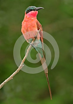 Carmine bee-eater