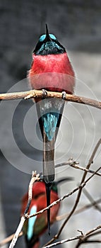 Carmine bee-eater 8