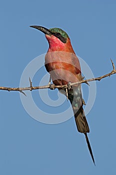 Carmine bee-eater against blue sky