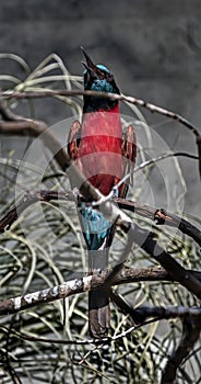 Carmine bee-eater on the branch 1