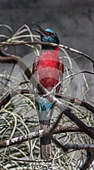 Carmine bee-eater on the branch 2