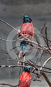 Carmine bee-eater on the branch 3