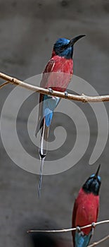 Carmine bee-eater on the branch 9