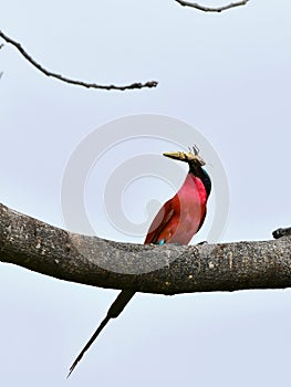 Carmine bee eater with insect in bill