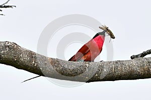 Carmine bee eater with insect in bill