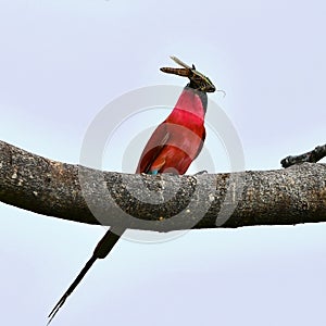 Carmine bee eater with insect in bill