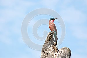 Carmine Bee-eater, Kruger National Park