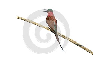 Carmine bee-eater, Merops nubicoides