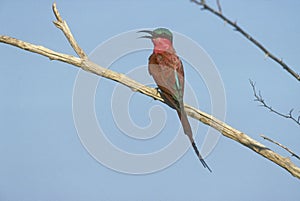 Carmine bee-eater, Merops nubicoides