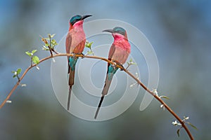 Carmine Bee-eater, Merops nubicoides, Okavango delta, Botswana in Africa. Wildlife scene from Africa. Portrait of pink red bee-