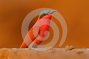 Carmine Bee-eater, Merops nubicoides, Zambezi, Mana Pools NP, Zimbabwe in Africa. Wildlife scene from Africa. Portrait of pink red