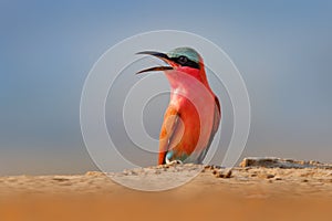 Carmine Bee-eater, Merops nubicoides, Zambezi, Mana Pools NP, Zimbabwe in Africa. Wildlife scene from Africa. Portrait of pink red