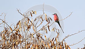 Carmine Bee eater perched on a branch
