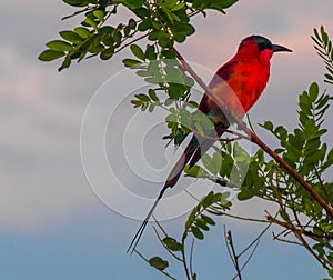 Carmine Bee-eater sitting on tree branch