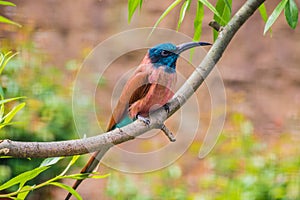 Carmine bee-eater sitting on tree branch red and blue feathers