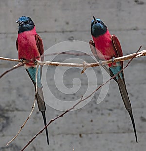 Carmine bee-eaters 1