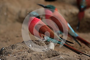 Carmine Bee-eaters