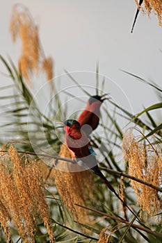 Carmine Bee-eaters