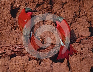 Carmine bee eaters at nesting site